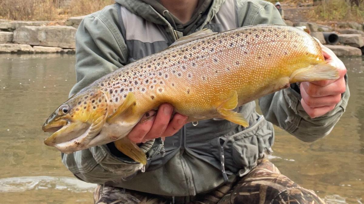 mark vogt newfane brown trout burt dam